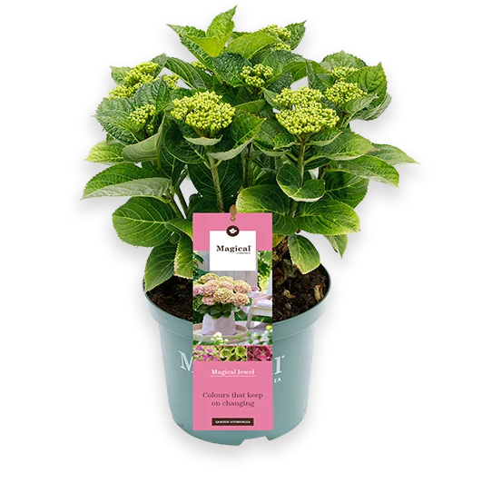 Hydrangea macrophylla "magical pink" (Gartenhortensie) (S)