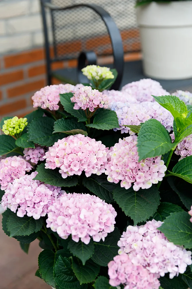 Hydrangea macrophylla "magical pink" (Gartenhortensie) (S)