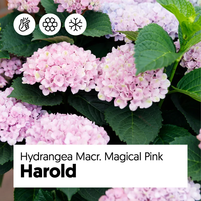 Hydrangea macrophylla "magical pink" (Gartenhortensie) (S)