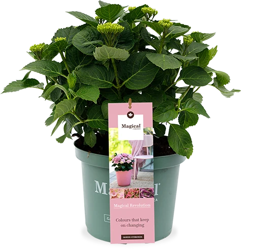 Hydrangea macrophylla "magical pink" (Gartenhortensie) (S)