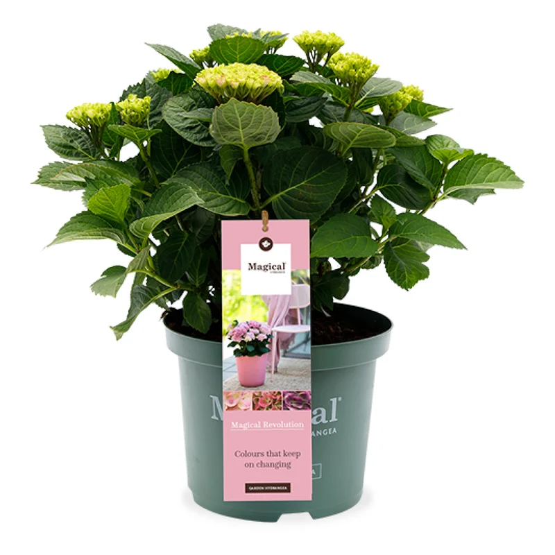Hydrangea macrophylla "magical pink" (Gartenhortensie) (S)