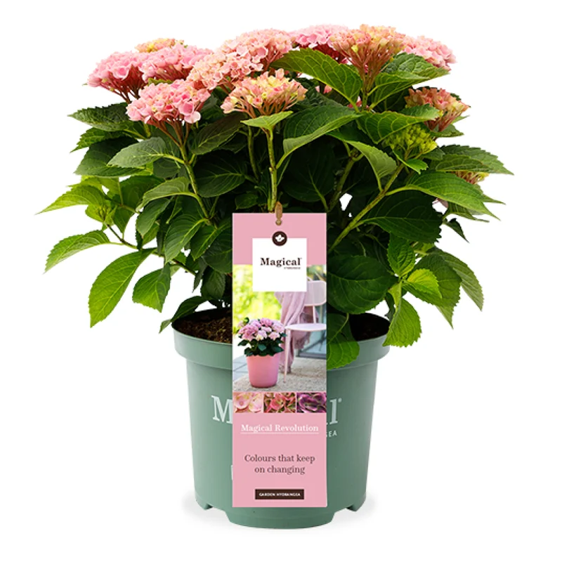 Hydrangea macrophylla "magical pink" (Gartenhortensie) (S)