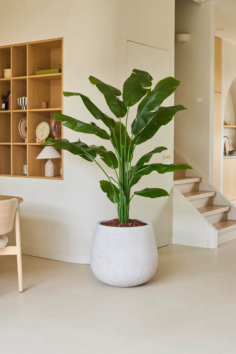 Kunstplant Strelitzia Nicolai Deluxe 180 cm