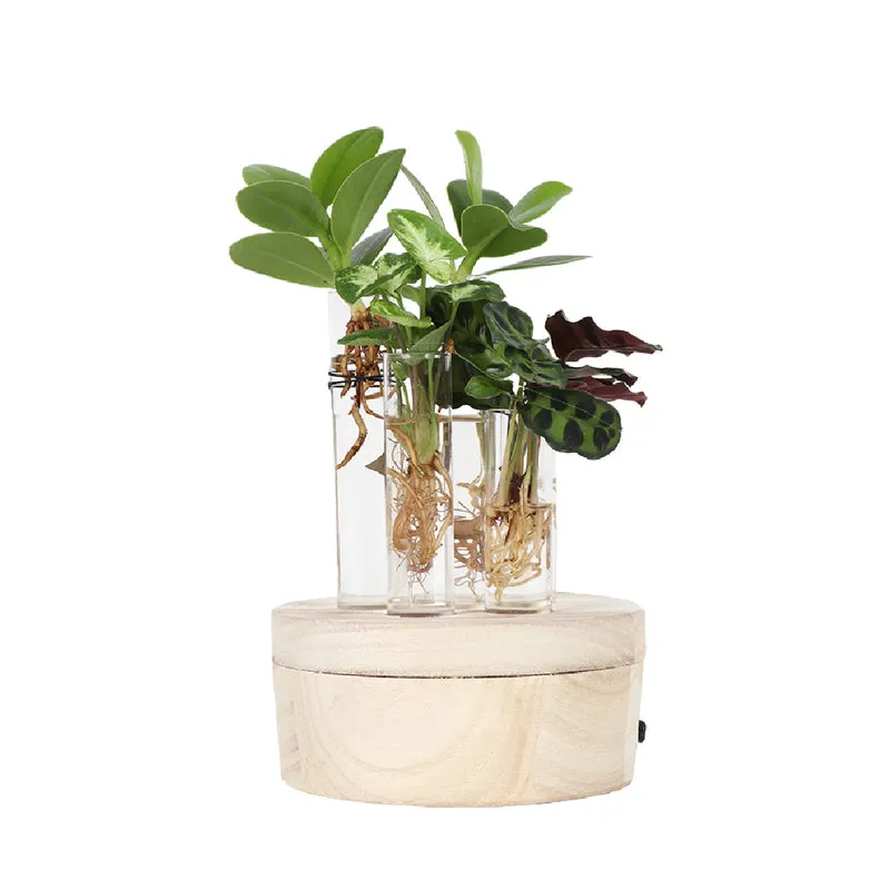 Stecklingsmix in Glas (mit LED-Beleuchtung) (S)