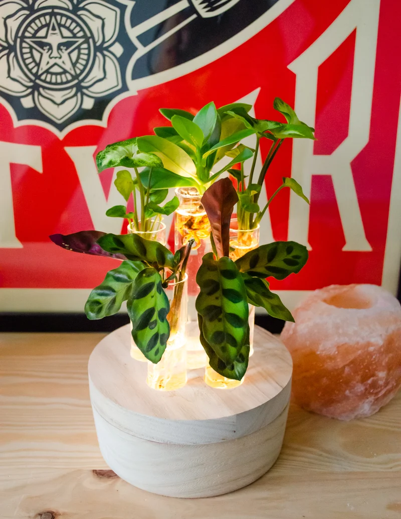 Stecklingsmix in Glas (mit LED-Beleuchtung) (S)