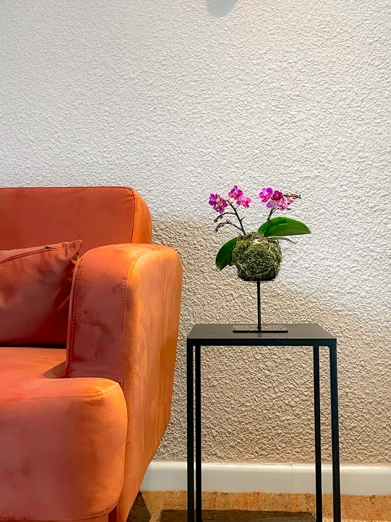 Phalaenopsis "floating trésor" (Orchidee) (S)