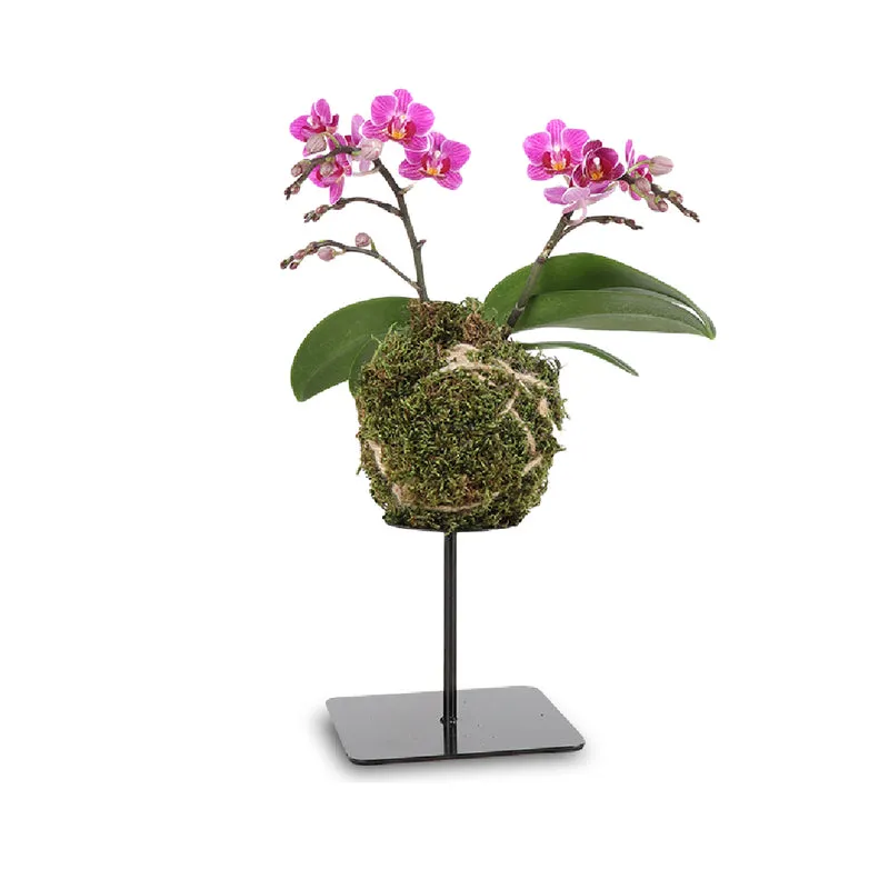 Phalaenopsis "floating trésor" (Orchidee) (S)