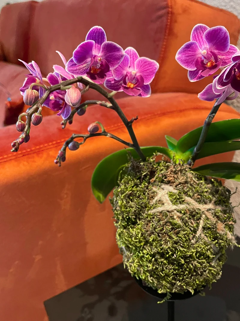 Phalaenopsis "floating trésor" (Orchidee) (S)