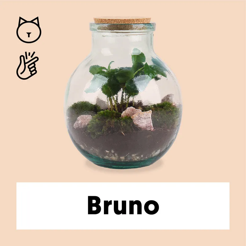 Terrarium kugelförmige Flasche (Flaschengarten) (M)