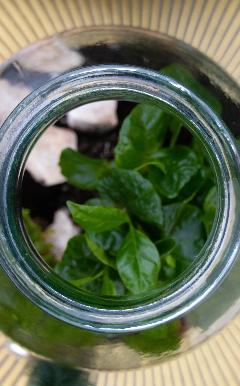 Terrarium kugelförmige Flasche (Flaschengarten) (M)