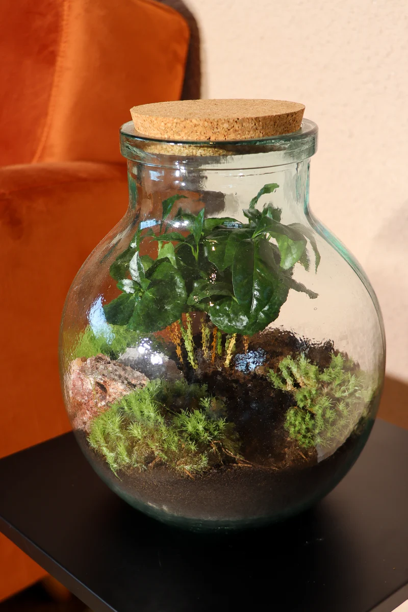 Terrarium kugelförmige Flasche (Flaschengarten) (M)