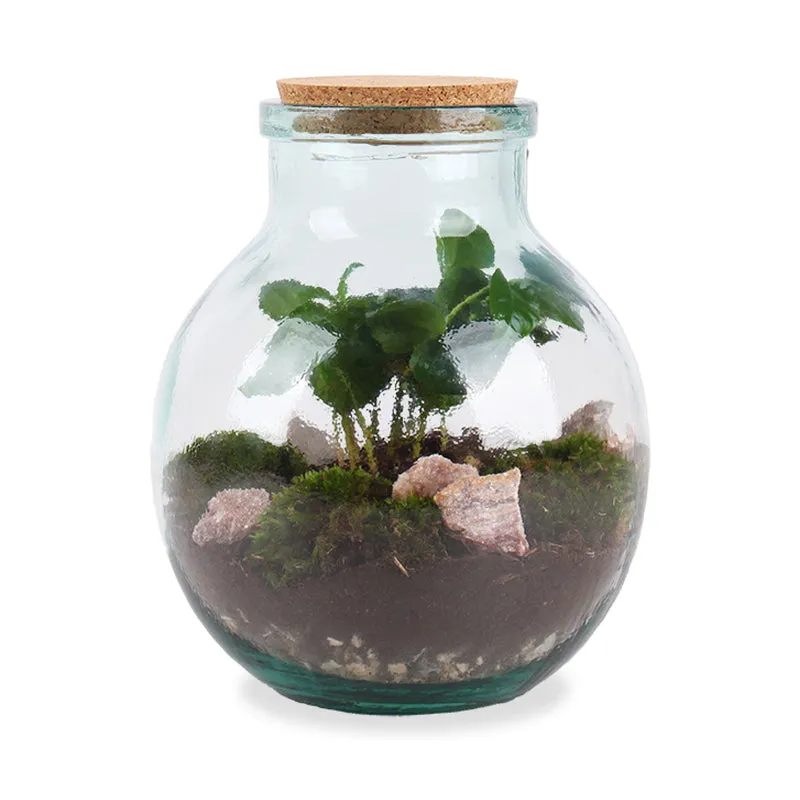 Terrarium kugelförmige Flasche (Flaschengarten) (M)