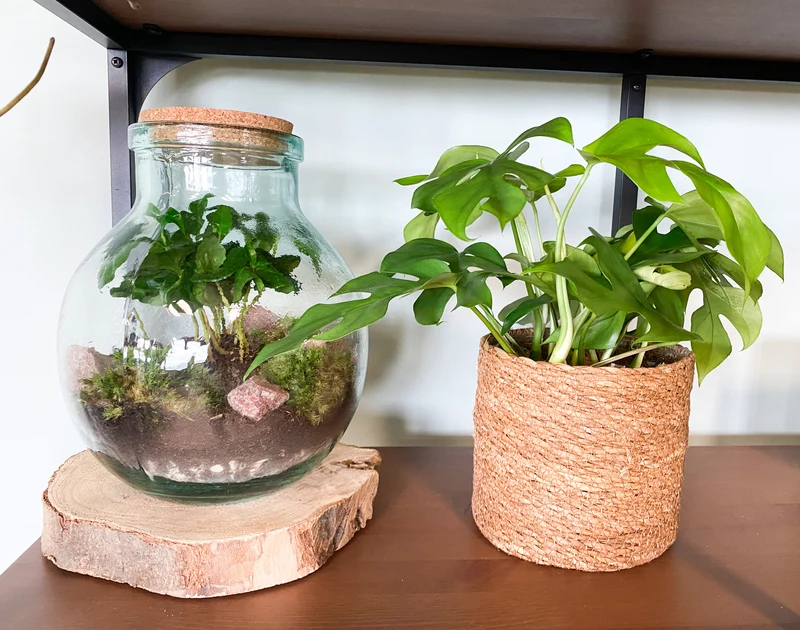 Terrarium kugelförmige Flasche (Flaschengarten) (M)