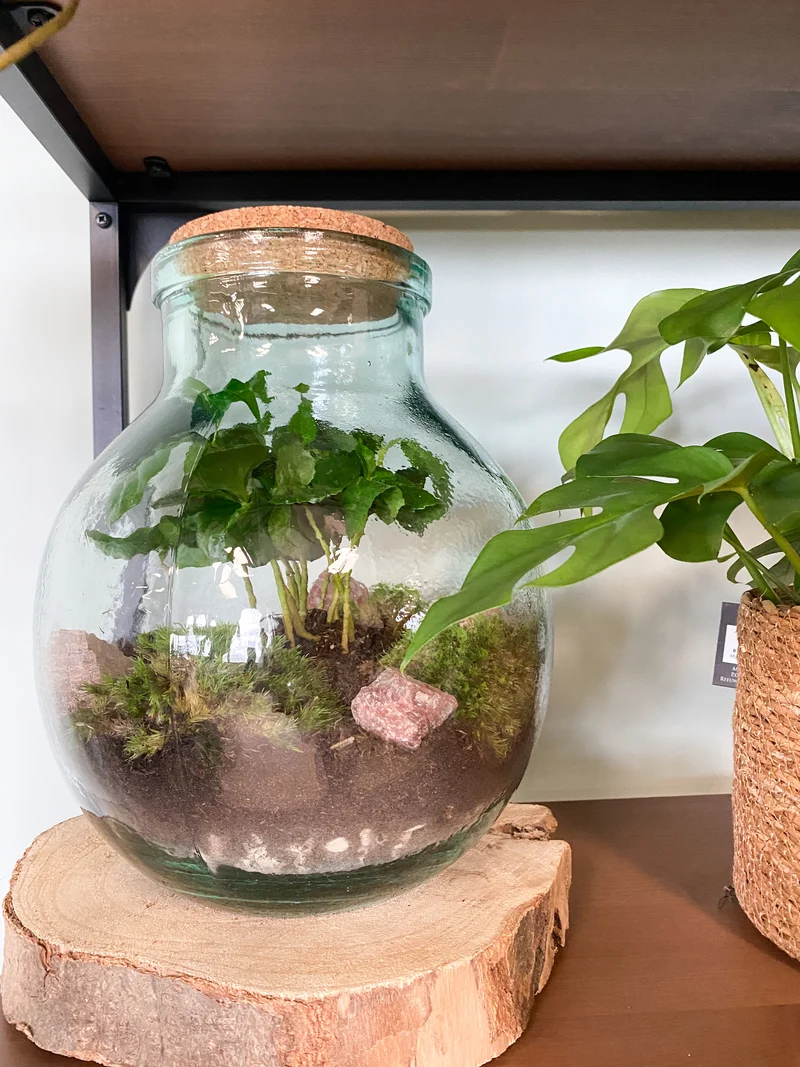 Terrarium kugelförmige Flasche (Flaschengarten) (M)