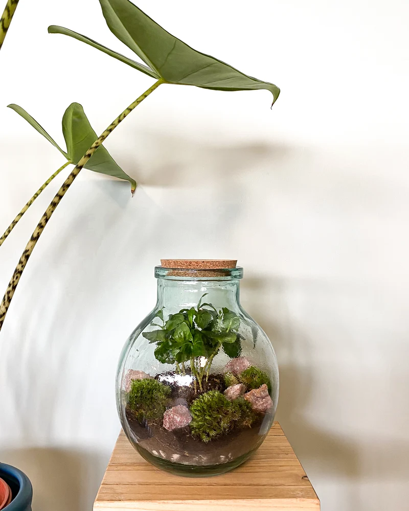 Terrarium kugelförmige Flasche (Flaschengarten) (M)