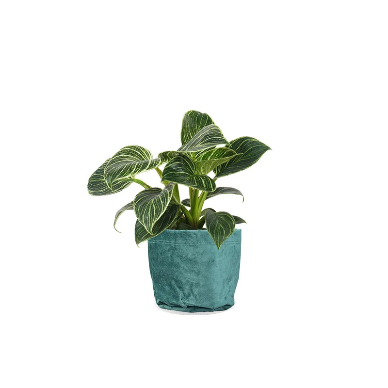Philodendron birkin (Baumfreund) (S)