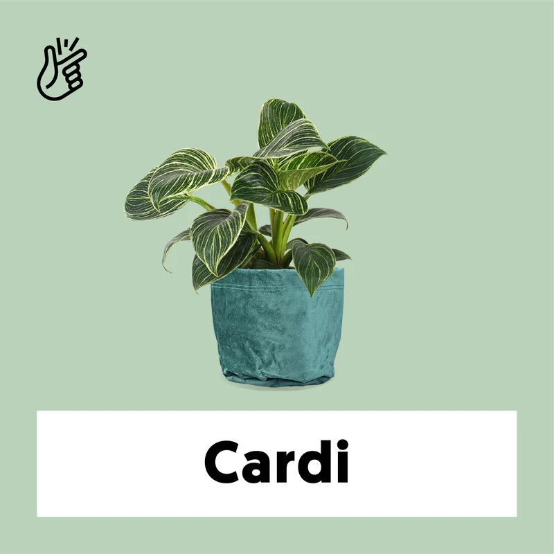 Philodendron birkin (Baumfreund) (S)
