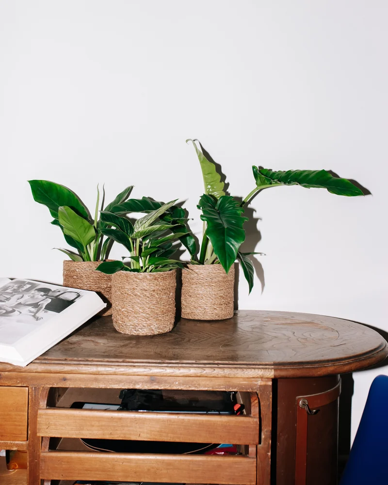 Philodendron birkin (Baumfreund) (S)