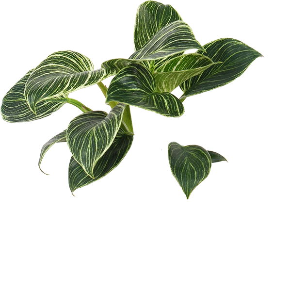 Philodendron birkin (Baumfreund) (S)