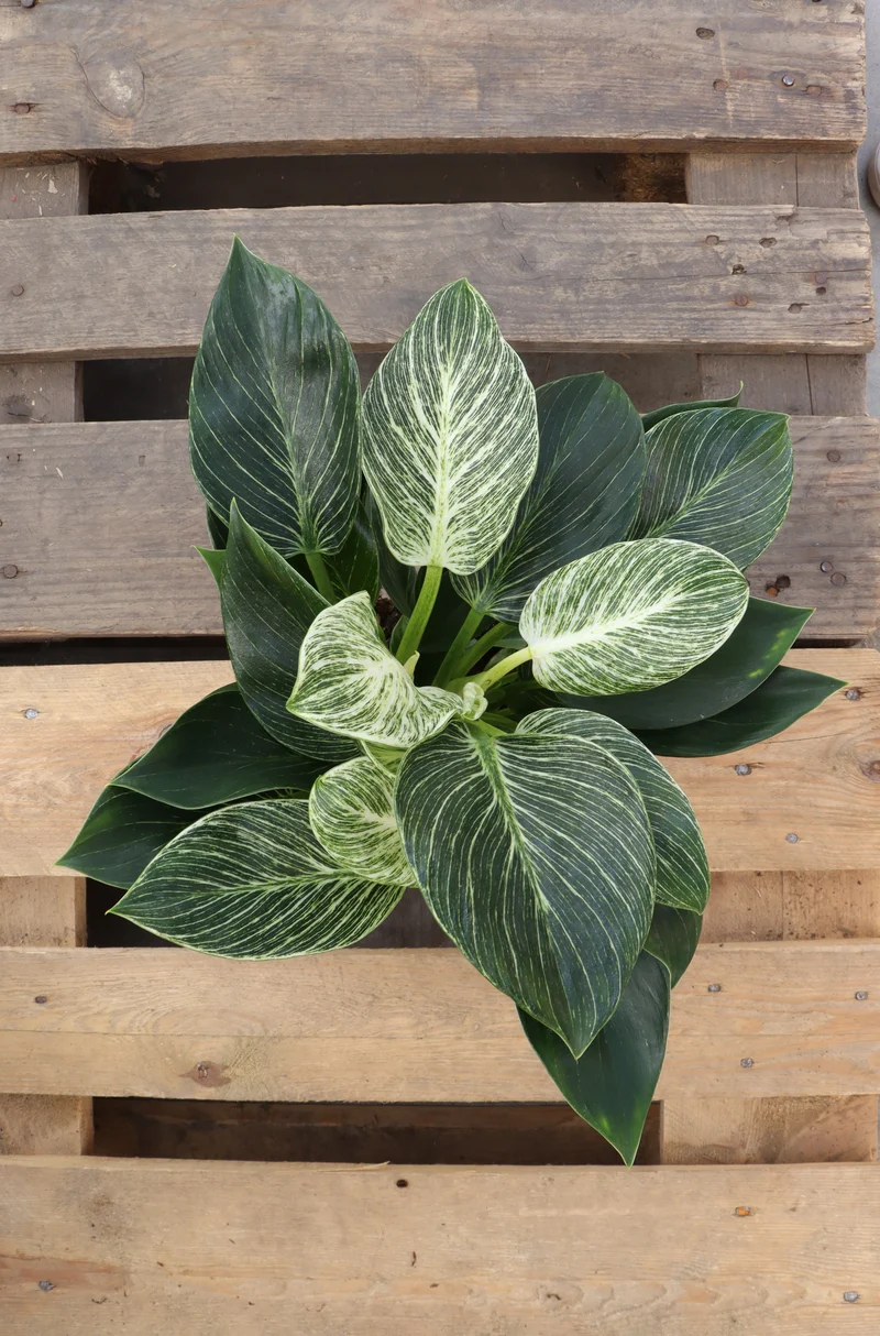 Philodendron birkin (Baumfreund) (S)