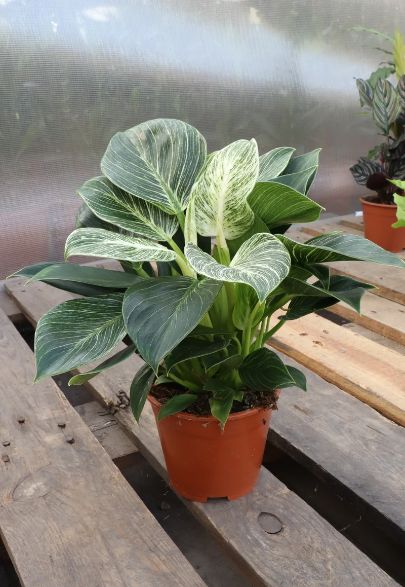 Philodendron birkin (Baumfreund) (S)