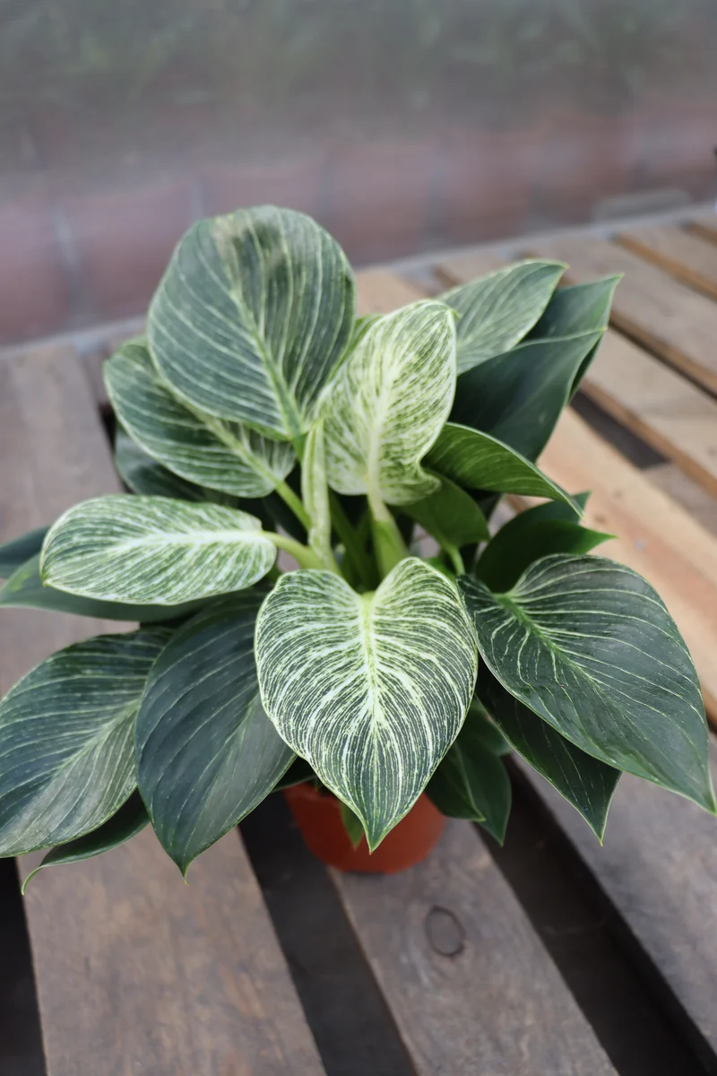 Philodendron birkin (Baumfreund) (S)