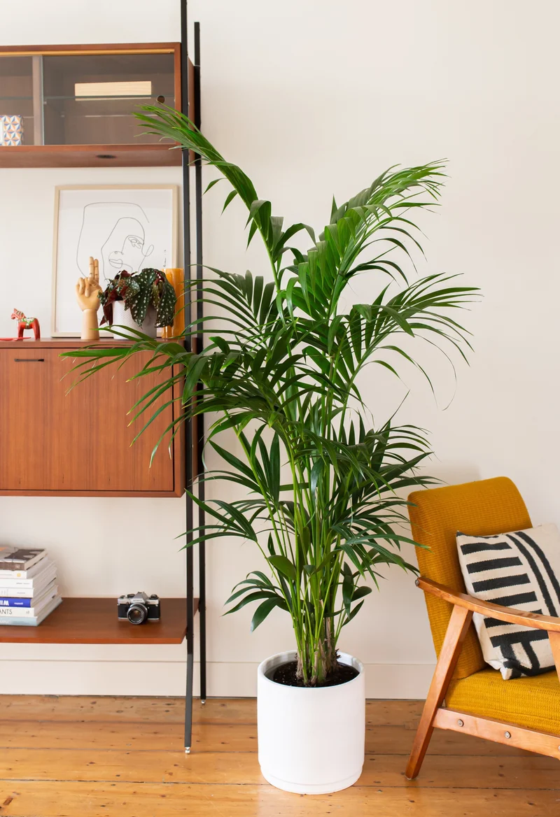 Howea forsteriana (Kentiapalme) (XL)