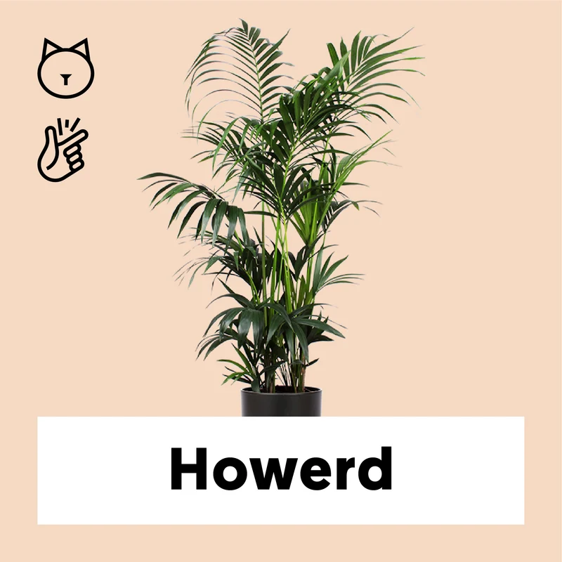 Howea forsteriana (Kentiapalme) (XL)