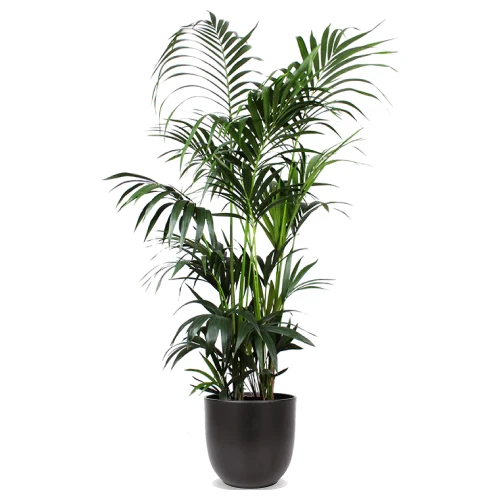 Howea forsteriana (Kentiapalme) (XL)