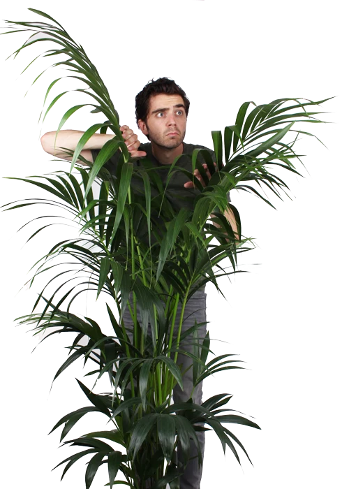 Howea forsteriana (Kentiapalme) (XL)