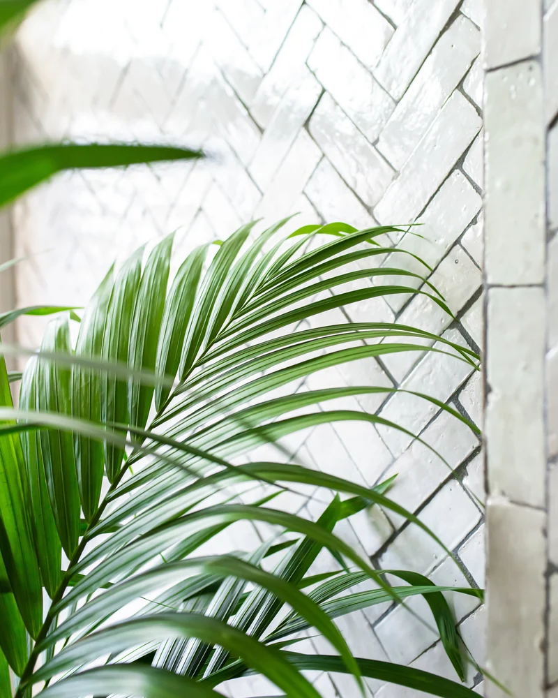 Howea forsteriana (Kentiapalme) (XL)