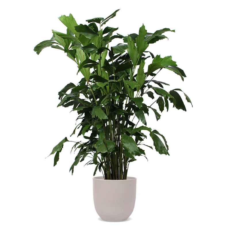Caryota mitis (Fischschwanzpalme) (XL)