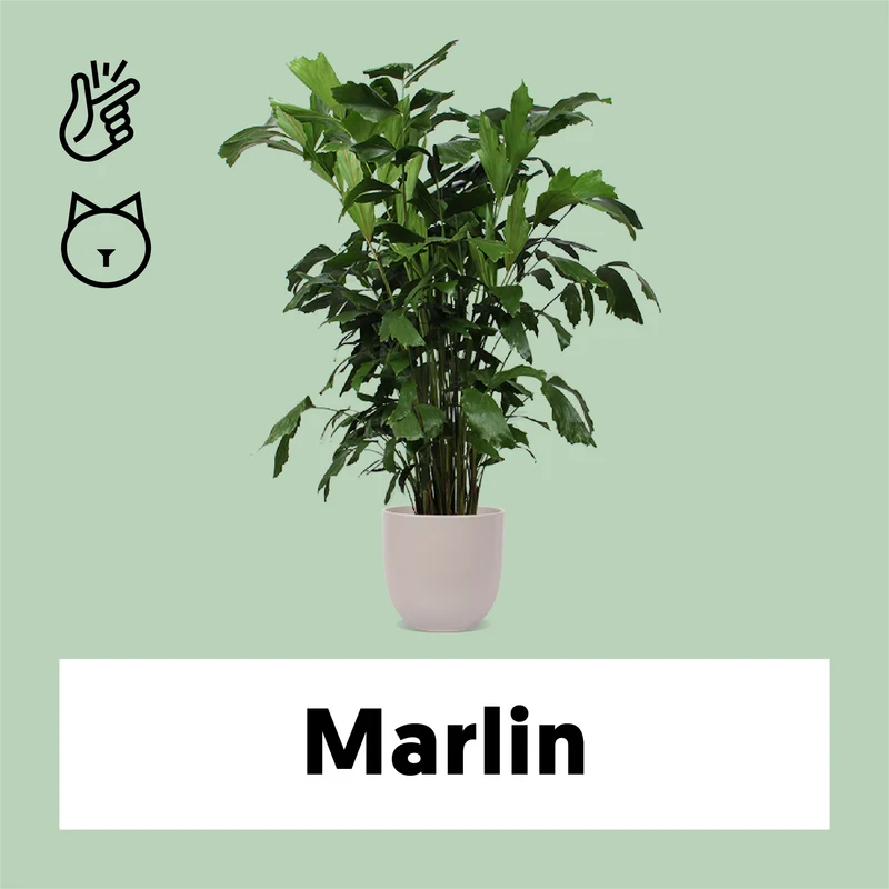 Caryota mitis (Fischschwanzpalme) (XL)