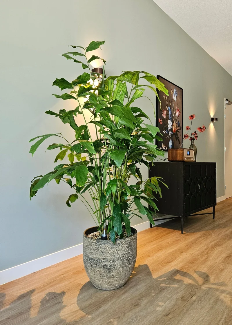 Caryota mitis (Fischschwanzpalme) (XL)