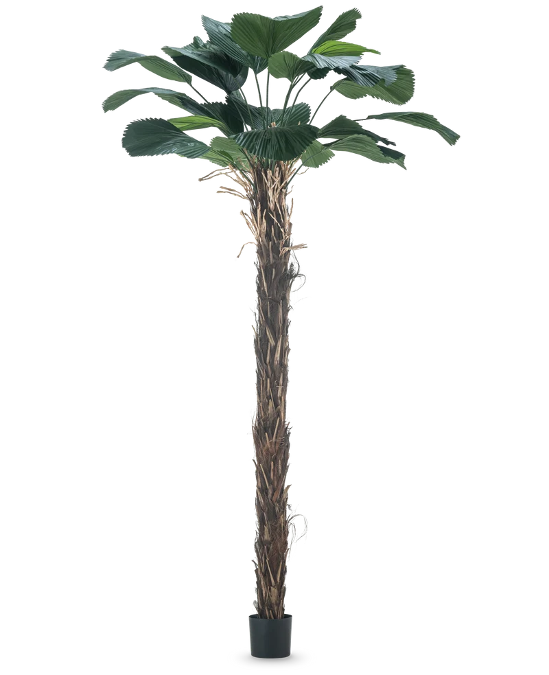 Kunstpflanze Licuala Grandis 220 cm