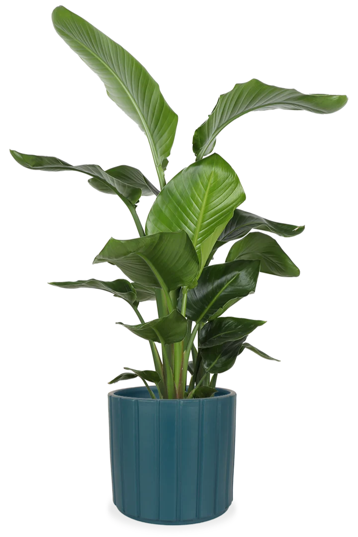 Strelitzia nicolai (Paradiesvogelblume) (L)