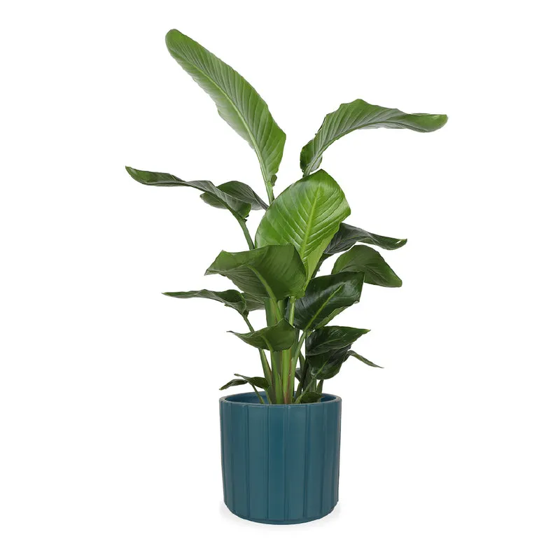 Strelitzia nicolai (Paradiesvogelblume) (L)