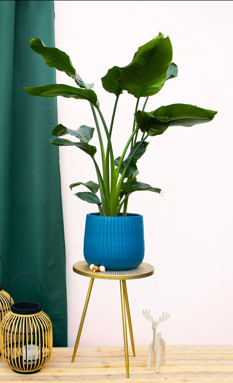Strelitzia nicolai (Paradiesvogelblume) (L)