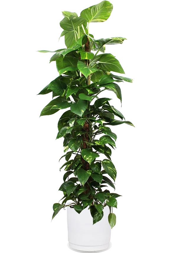 Epipremnum aureum (Efeutute) (XL)