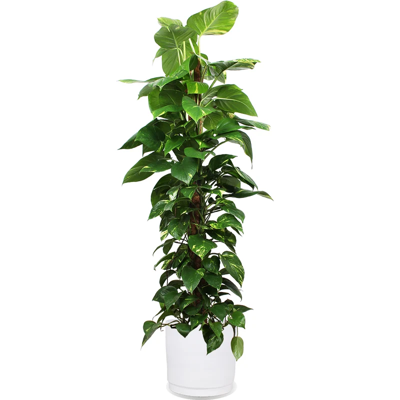 Epipremnum aureum (Efeutute) (XL)
