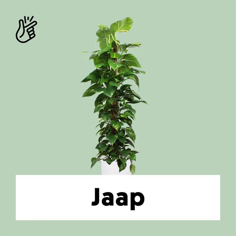 Epipremnum aureum (Efeutute) (XL)