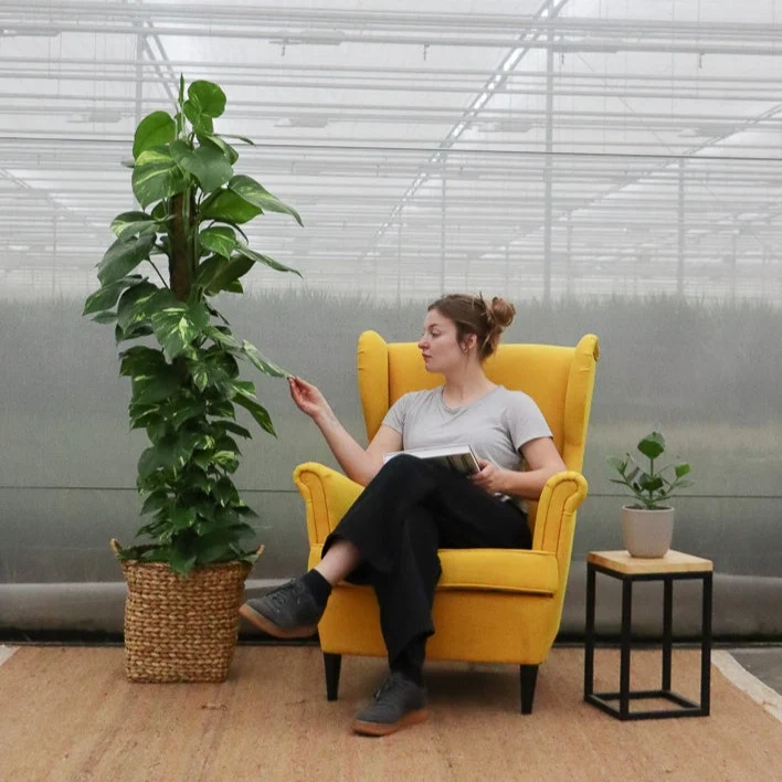 Epipremnum aureum (Efeutute) (XL)