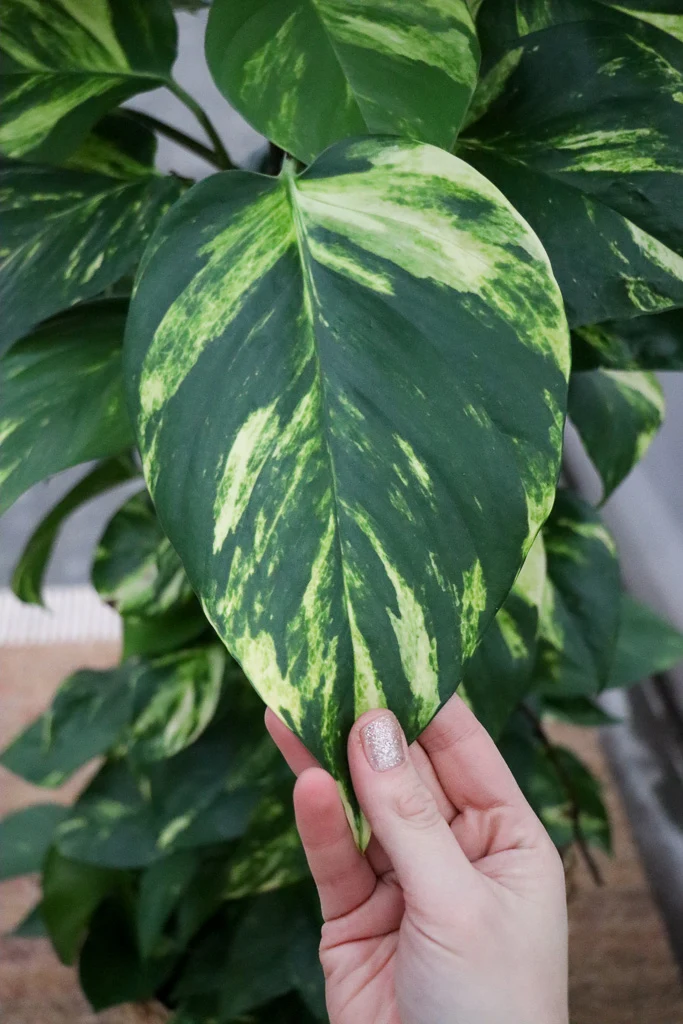 Epipremnum aureum (Efeutute) (XL)