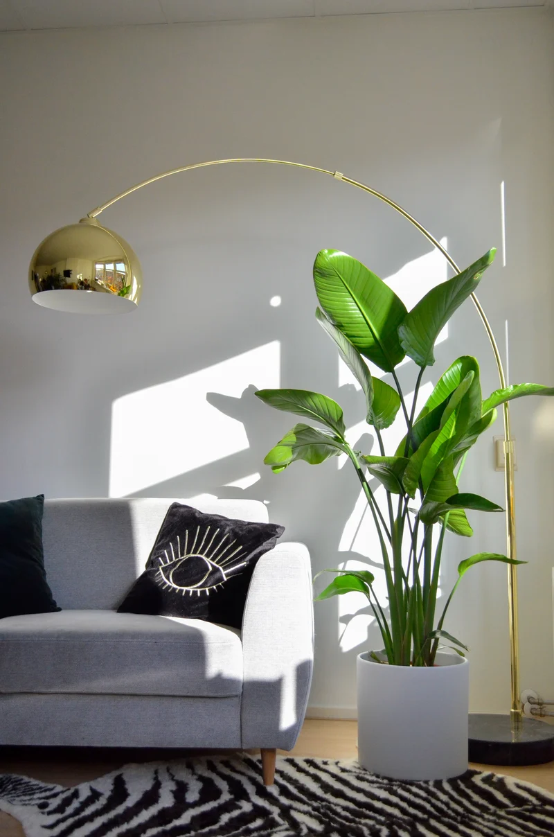 Strelitzia nicolai (Paradiesvogelblume) (XL)