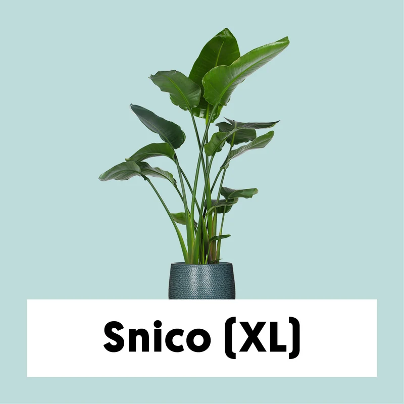 Strelitzia nicolai (Paradiesvogelblume) (XL)