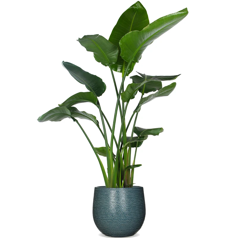 Strelitzia nicolai (Paradiesvogelblume) (XL)