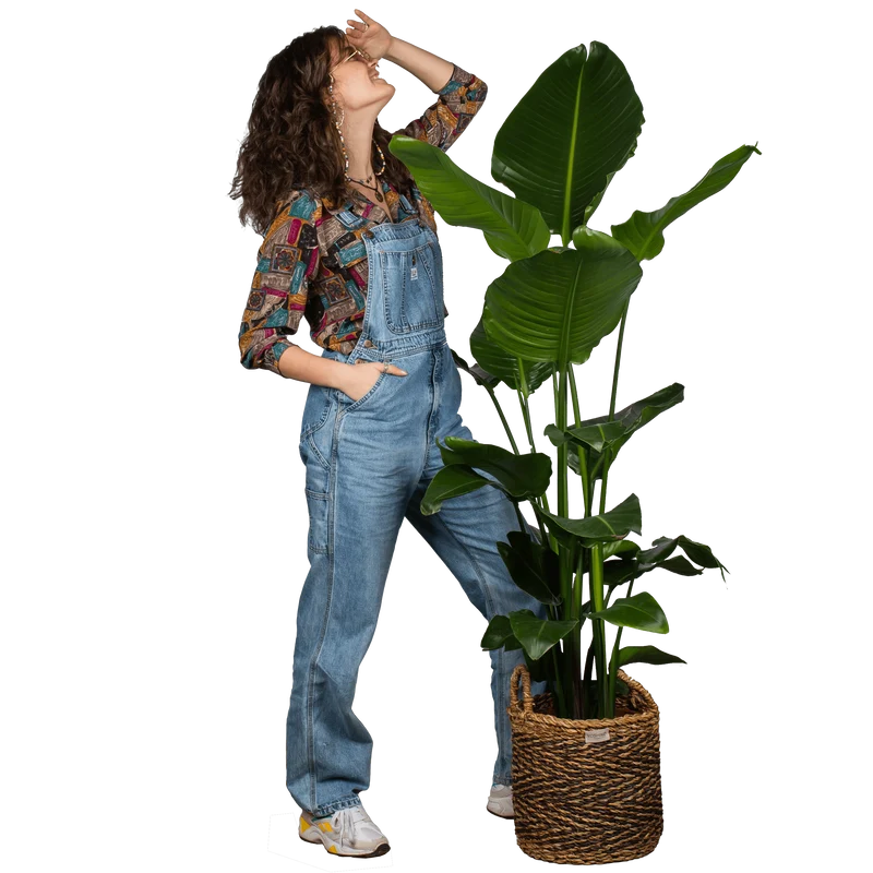 Strelitzia nicolai (Paradiesvogelblume) (XL)