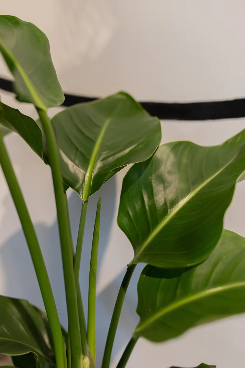 Strelitzia nicolai (Paradiesvogelblume) (XL)