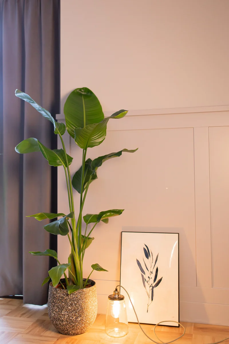 Strelitzia nicolai (Paradiesvogelblume) (XL)