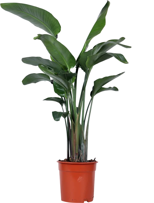 Strelitzia nicolai (Paradiesvogelblume) (XL)